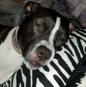 Meet your Posher, Dorothy